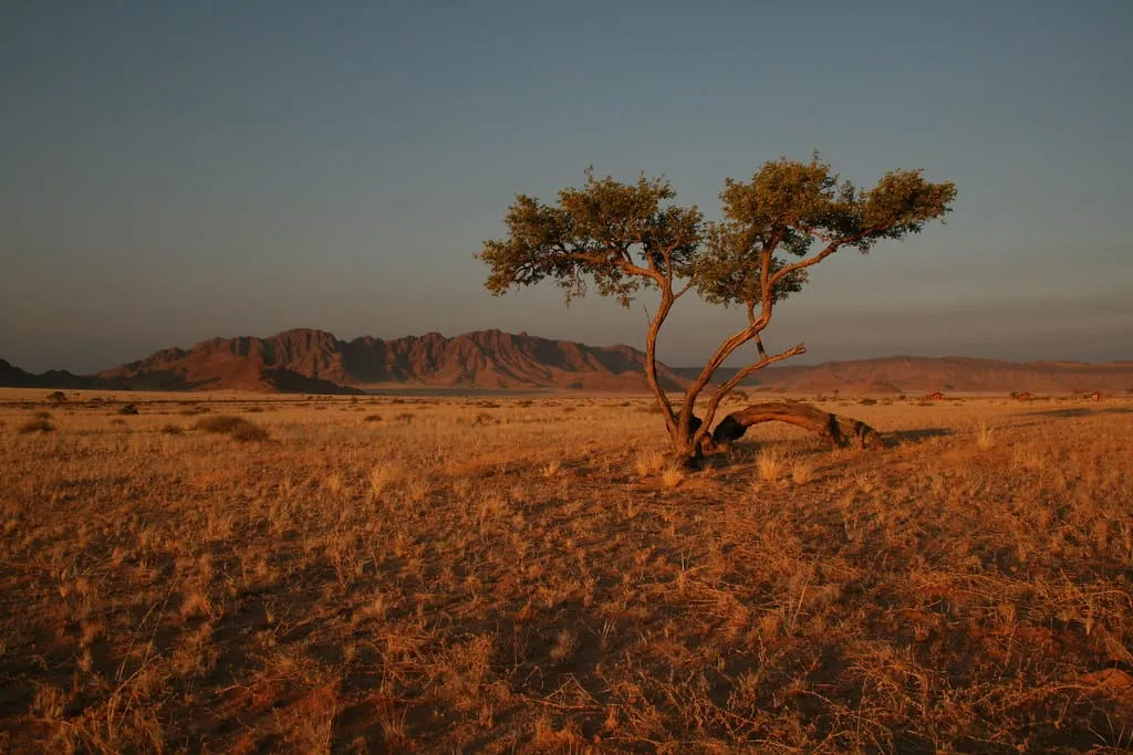A lone tree in the Sossusvlei region of Namibia